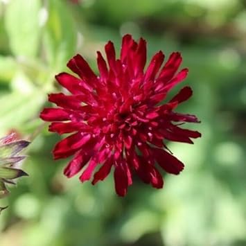 Heirloom Macedonica Flower Seeds, Non-GMO, Long-Blooming Color for Cottage and Wildflower Gardens for planting in home garden